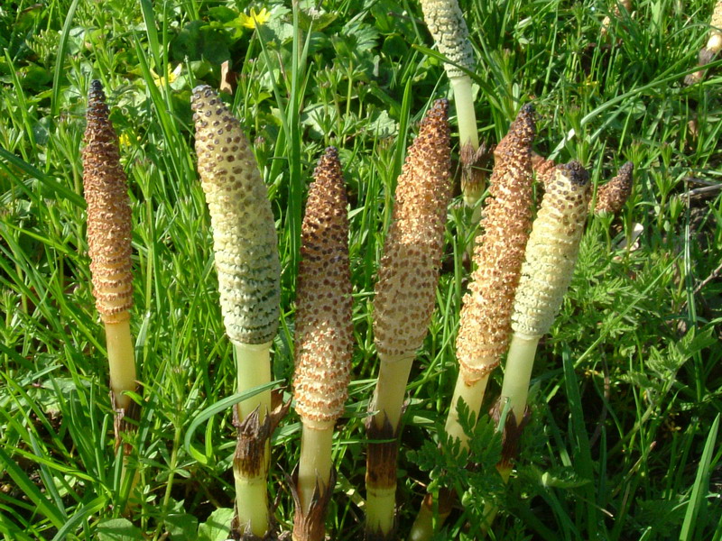 Equisetum telmateia